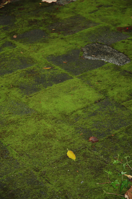 Mossy Stuff